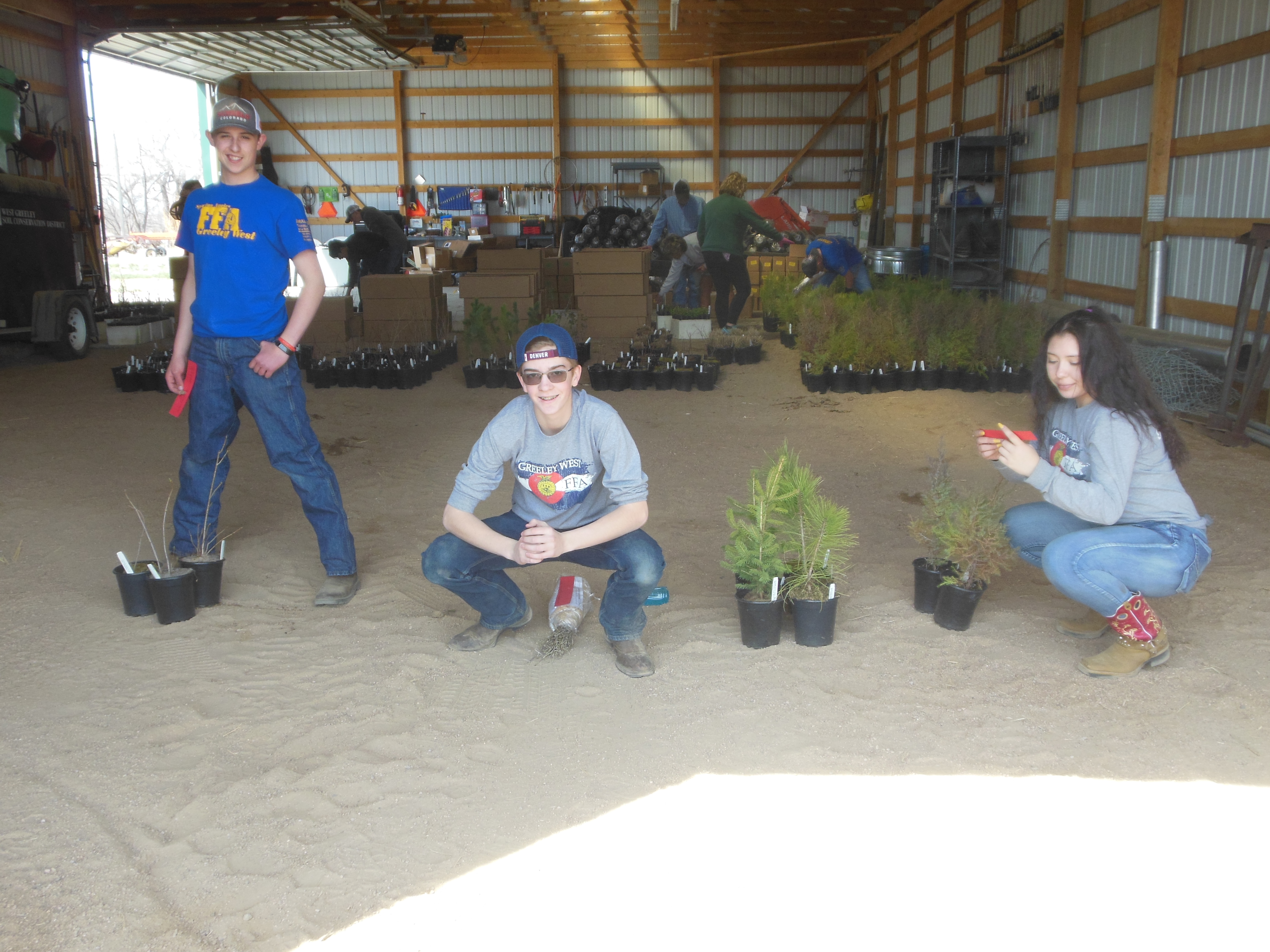 Seedling Tree Sale West Greeley Conservation District