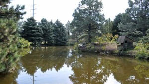 houston gardens pond 2