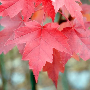 Red Maple