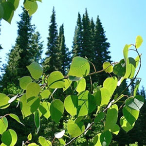 Quaking Aspen