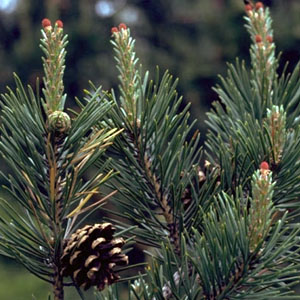 Scotch Pine