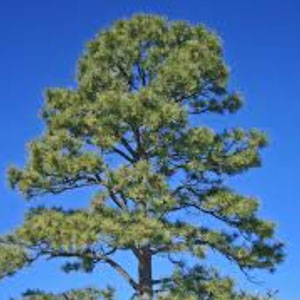 Ponderosa Pine