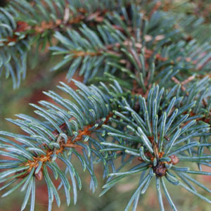 Colorado Blue Spruce