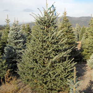 Black Hills Spruce