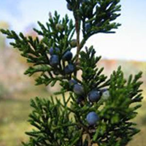 Eastern Red Cedar