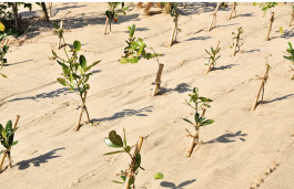 oung saplings planted in arid soil to prevent erosion