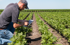 Farmer assessing planned crop rows in a large agricultural field