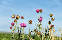 Pink blooming weeds in focus, illustrating invasive and noxious plant species