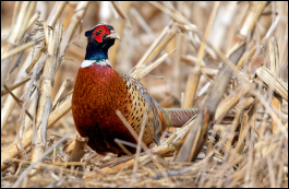Bird perched in its natural habitat, representing wildlife conservation efforts