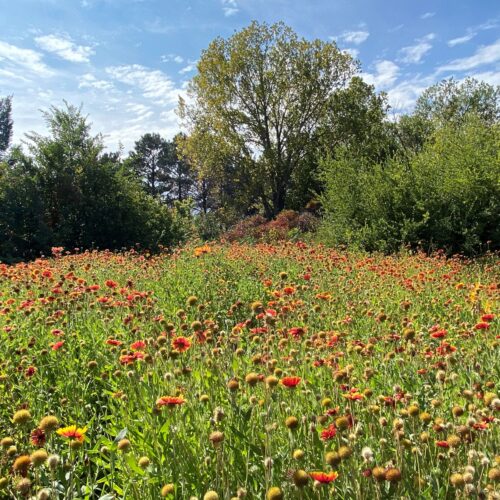 Wildflower Seeds