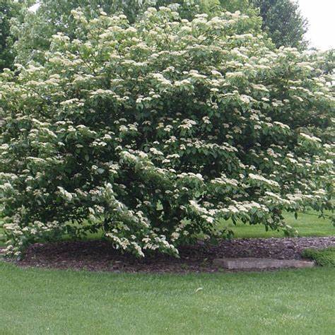 Shrubs or small trees 30' tall or less