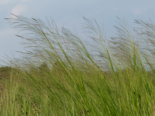 Grasses and Grass like plants