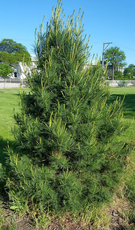 Eastern White Pine (Pinus strobus)