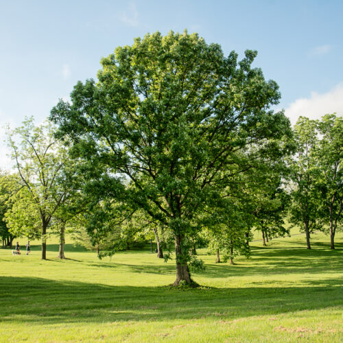 Medium trees 30' tall to 70' tall