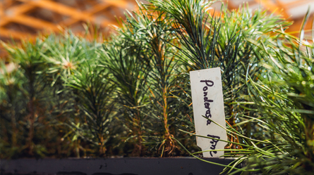 Tagged Ponderosa Pine for our 2024 Conservation Seedling Tree Sale.