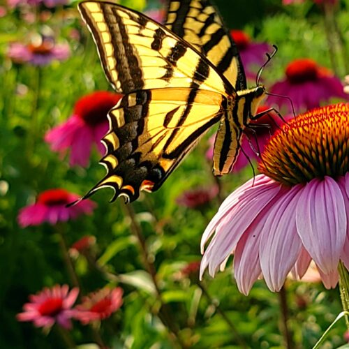 Perennial Pollinator Plants