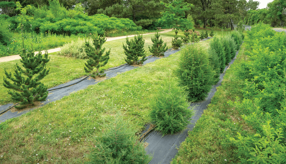 Rows of small trees neatly arranged in a nursery, showcasing young saplings being cultivated for planting.