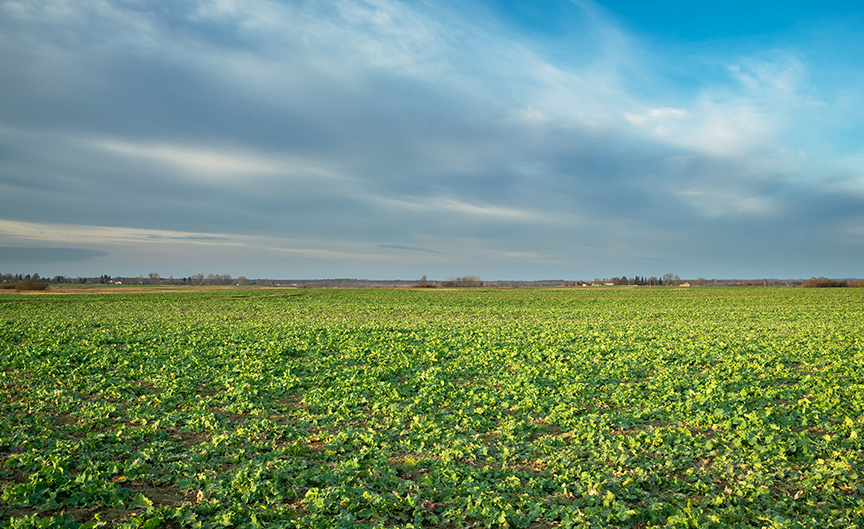 crops