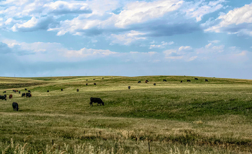 grazing-lands