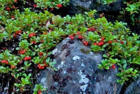 Ground Cover