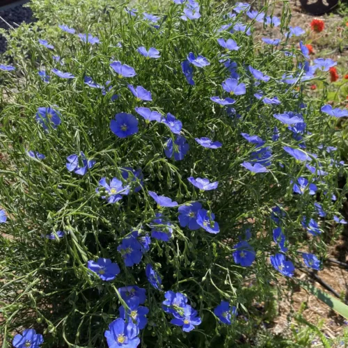 Blue-Flax flowers in full bloom, showcasing delicate blue petals in 1 gallon pot