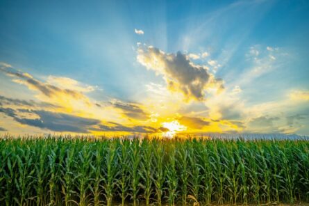 Raised Community Garden Beds with Tomatoes growing.